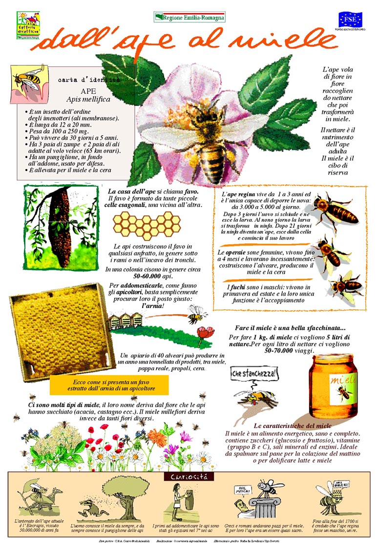 Dalle api al miele