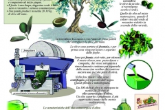 Dalle olive all'olio