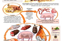 Dai suini ai salumi