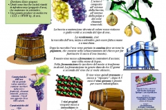 Dall'uva al vino