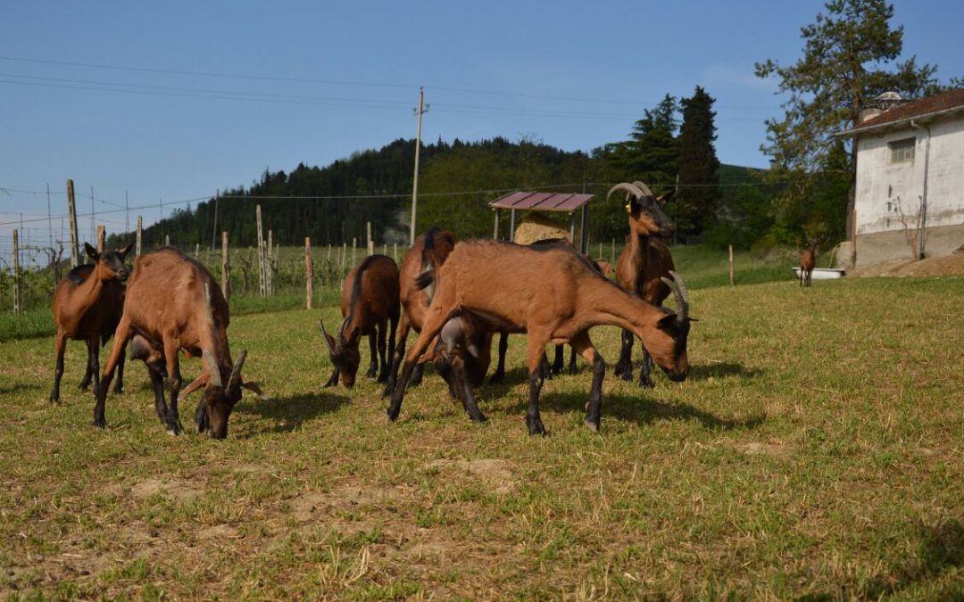 Fattorie Aperte in Emilia-Romagna 2022