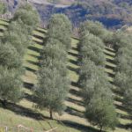 Le domeniche alla Fattoria Bosco Verde