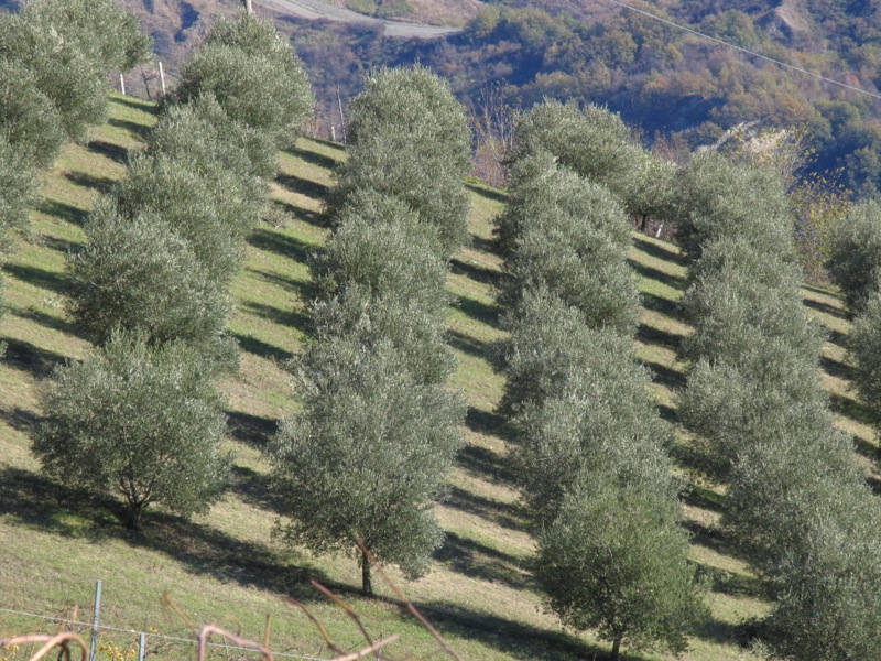 Le domeniche alla Fattoria Bosco Verde