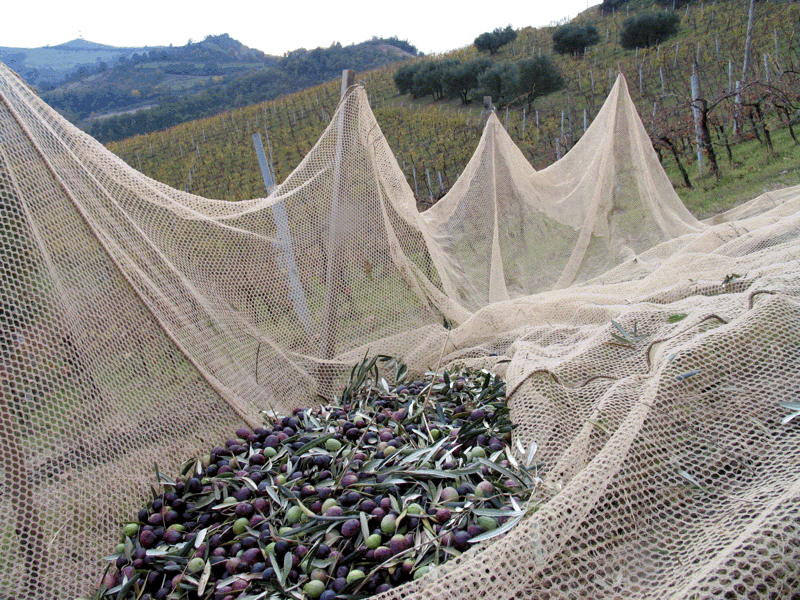 Festa delle olive