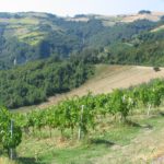 Le Domeniche in Fattoria: la festa dell'uva