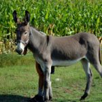 Animali in fattoria