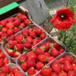 Picnic di primavera