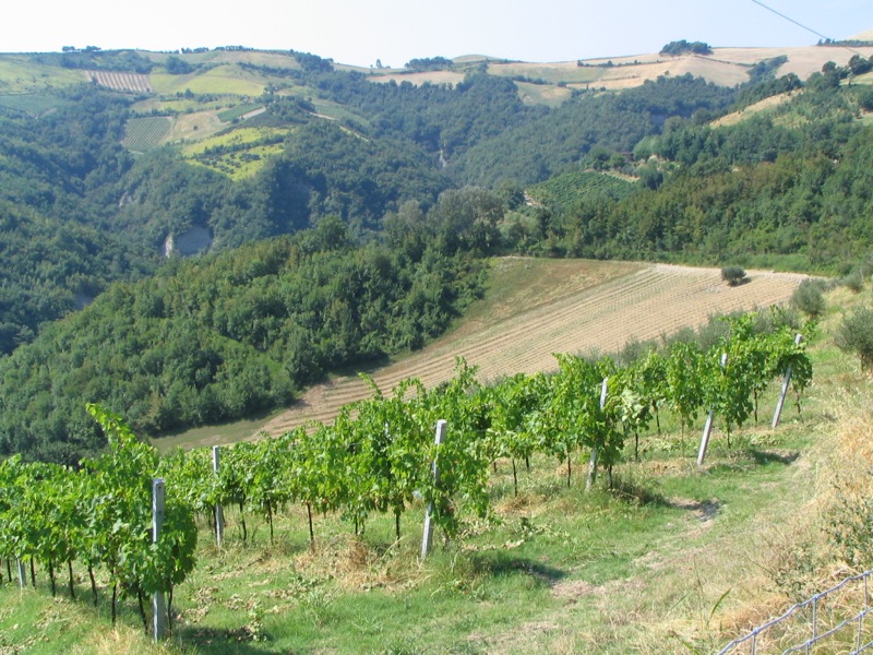 Le Domeniche in Fattoria: la festa dell’uva