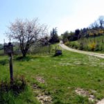 Le Domeniche in Fattoria di Primavera