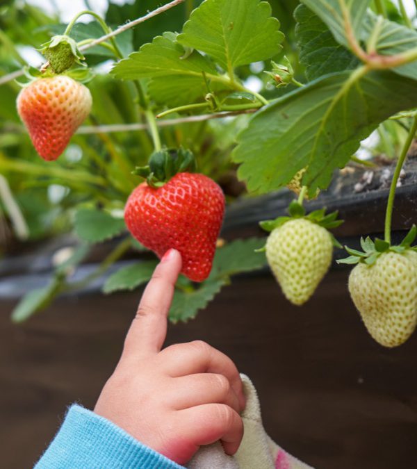 Festa della Fragola BIO