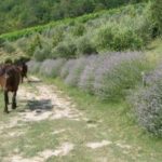 Le Domeniche (e i sabati) in Fattoria d'estate