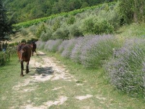 Le Domeniche (e i sabati) in Fattoria d'estate