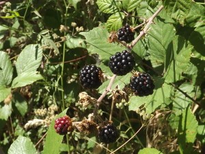 Le Domeniche in Fattoria: la festa delle more selvatiche